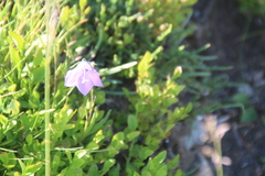 Campanula herminii