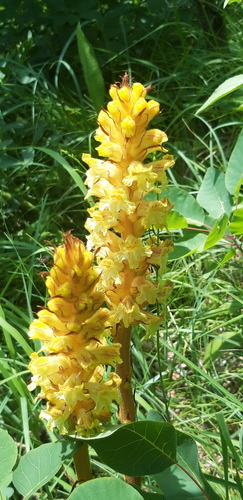 záraza (Orobanche)