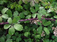 Rubus ulmifolius