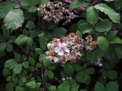 Rubus ulmifolius