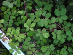 Rubus ulmifolius