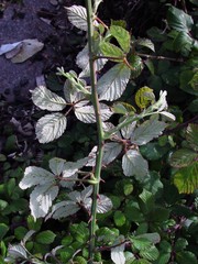 Rubus ulmifolius