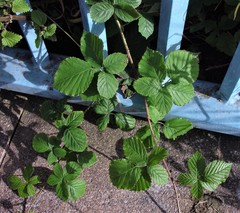 Rubus eboracensis