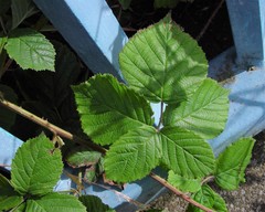 Rubus eboracensis