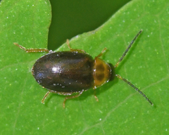 Sacodes pulchella