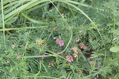 Vicia megalotropis