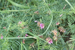 Vicia megalotropis