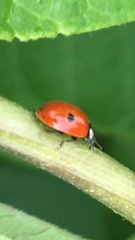 Adalia bipunctata