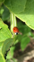 Adalia bipunctata