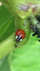 Adalia bipunctata