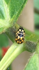 Propylea quatuordecimpunctata