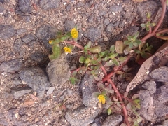 Portulacaceae