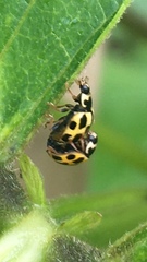 Propylea quatuordecimpunctata