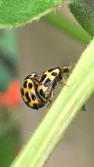 Propylea quatuordecimpunctata