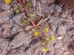 Portulacaceae