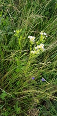 Erigeron annuus
