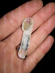 Megabalanus coccopoma