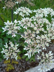Heracleum sphondylium