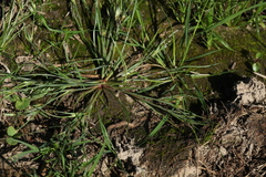 Juncus ranarius