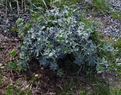 Eryngium maritimum