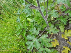 Heracleum sphondylium