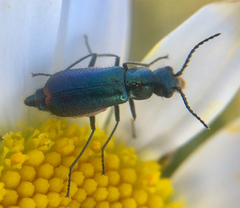 Cordylepherus viridis