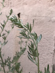 Artemisia absinthium