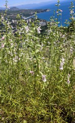 Stachys angustifolia
