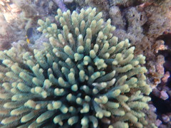 Acropora millepora