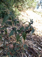Solanum nigrum