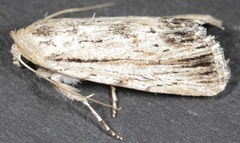 Catabenoides