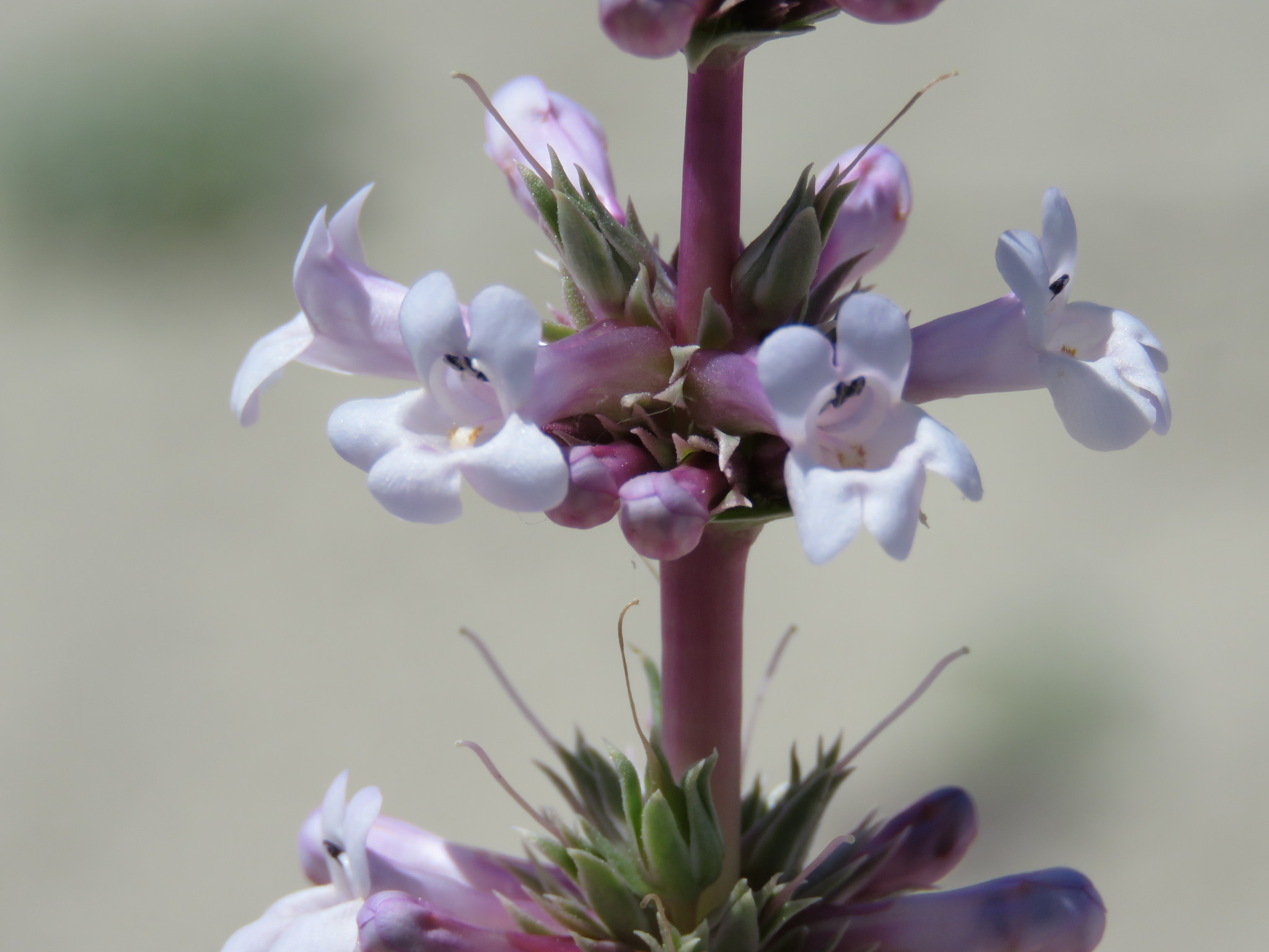 Penstemon acuminatus var. latebracteatus