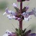 Sanddune Beardtongue - Photo (c) joeeggy30, some rights reserved (CC BY-NC), uploaded by joeeggy30