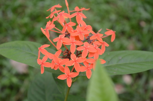scarlet jungleflame (Ixora coccinea)