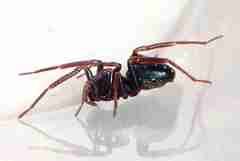 Oedignatha scrobiculata