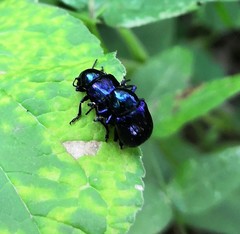 Chrysochus asclepiadeus