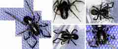 Oedignatha scrobiculata