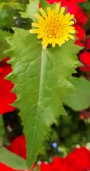 Sonchus oleraceus