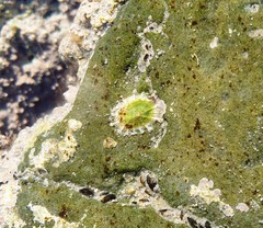 Siphonaria zelandica