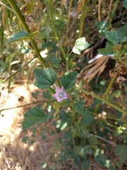 Malva multiflora