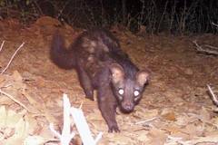 Paradoxurus hermaphroditus