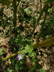 Malva multiflora