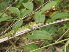 Pseudocalotes tympanistriga
