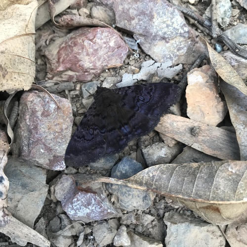 Plain cloak moth