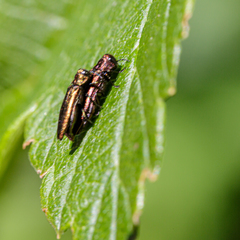 Agrilus ribesi