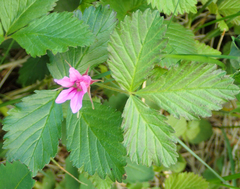 Rubus arcticus acaulis
