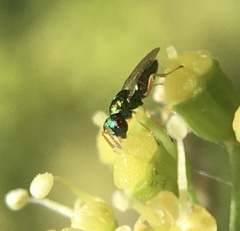 Mesopolobus