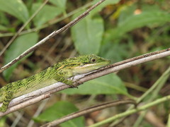 Pseudocalotes tympanistriga