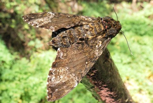 Fulvous Hawk