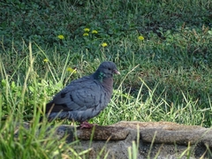 Columba oenas